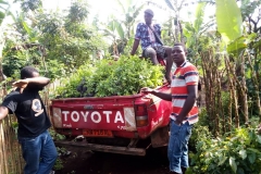 With-funding-from-IUCN-we-reforested-3ha-in-KCF-with-economic-and-natural-trees