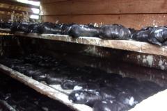 Mushroom production training by Sekakoh, Dibamba, Cameroon