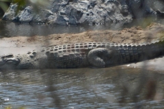Crocodile.jpg-2015-10-4-17-48-53