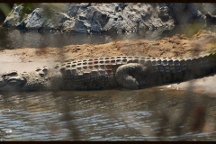 Crocodile.jpg-2015-10-4-17-50-27