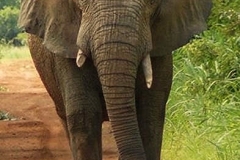 Elephant_1.jpg-2015-10-4-18-13-41