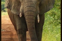 Elephant_1.jpg-2015-10-4-18-14-34