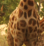 Girafe.png-2015-10-1-0-41-50