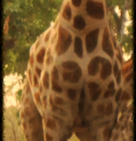 Girafe.png-2015-10-1-0-43-24