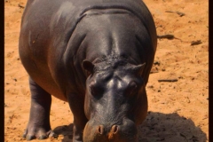 Hippo.jpg-2015-10-4-17-55-3
