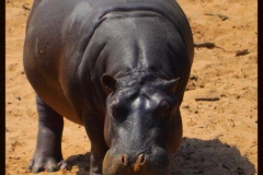 Hippo.jpg-2015-10-4-17-55-34