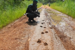 Lion-footprints.JPG-2015-10-10-12-27-28