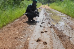 Lion-footprints.JPG-2015-10-10-2-1-14