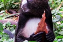 putty-nosed-guenon.jpg-2015-10-4-17-2-21