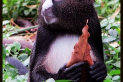 putty-nosed-guenon.jpg-2015-10-4-18-23-15