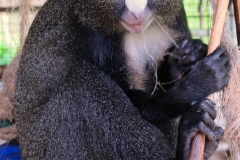 putty-nosed-monkey2.jpg-2015-10-6-19-49-17