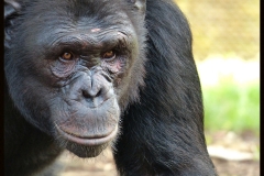 tkc-ellioti-male.JPG-2015-10-4-16-26-8