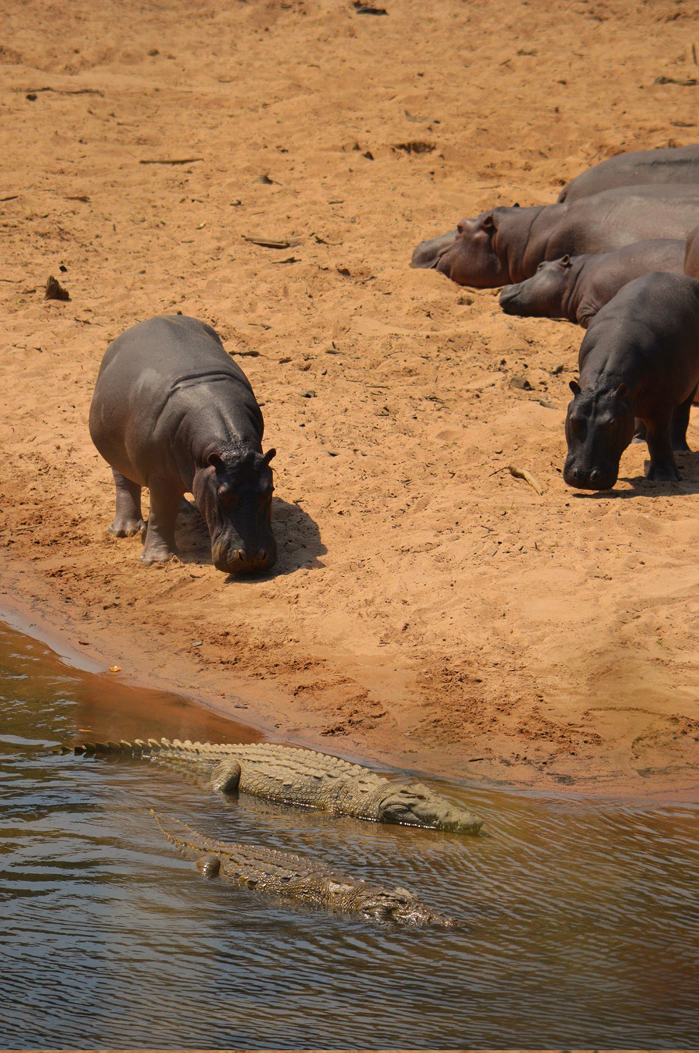 The symbolic hippopotamus & Nile crocodile - Sekakoh