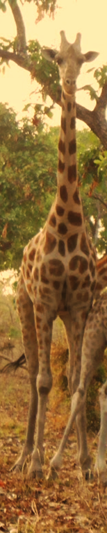 Girafe.png 2015-10-1-0-41-50