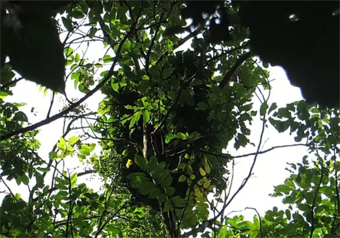 <h3)Chimpanzee Nest up in a tree</h3>