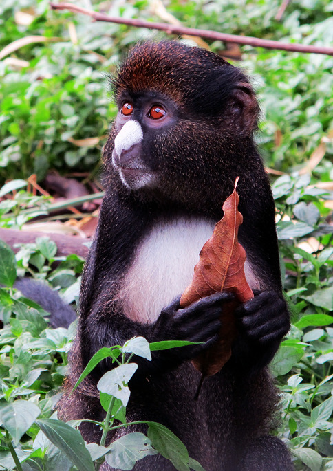 Putty-nosed guenon - Sekakoh