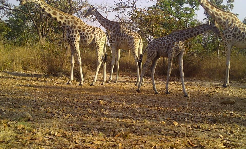 Kordofan Giraffe  (Giraffa camerlopardalis  antiquorum)